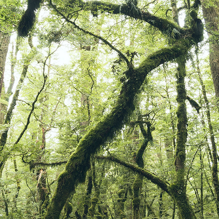 Komar | Vlies Fototapete | Ancient Green  | Größe 450 x 280 cm