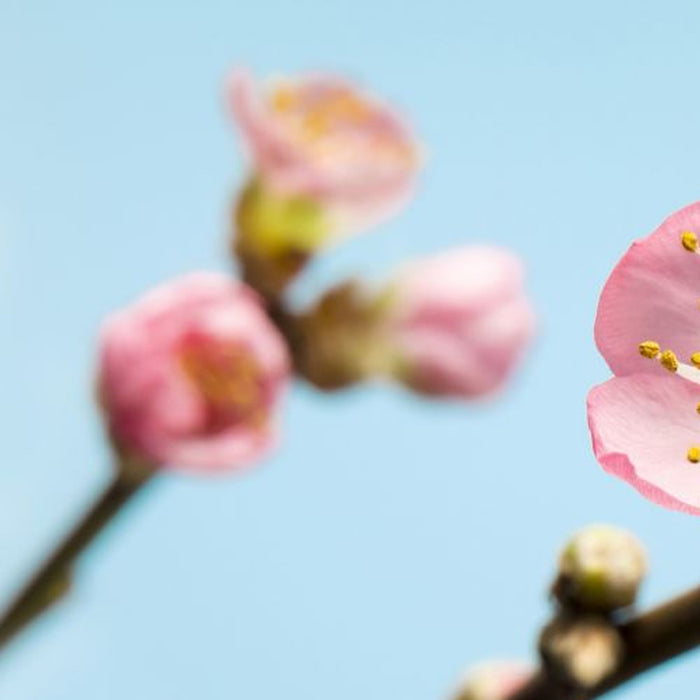 Komar | Vlies Fototapete | Peach Blossom | Größe 350 x 250 cm