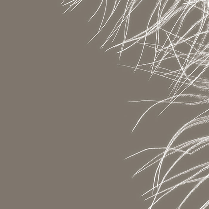 Vlies Fototapete | Federstern | Größe 368 x 248 cm