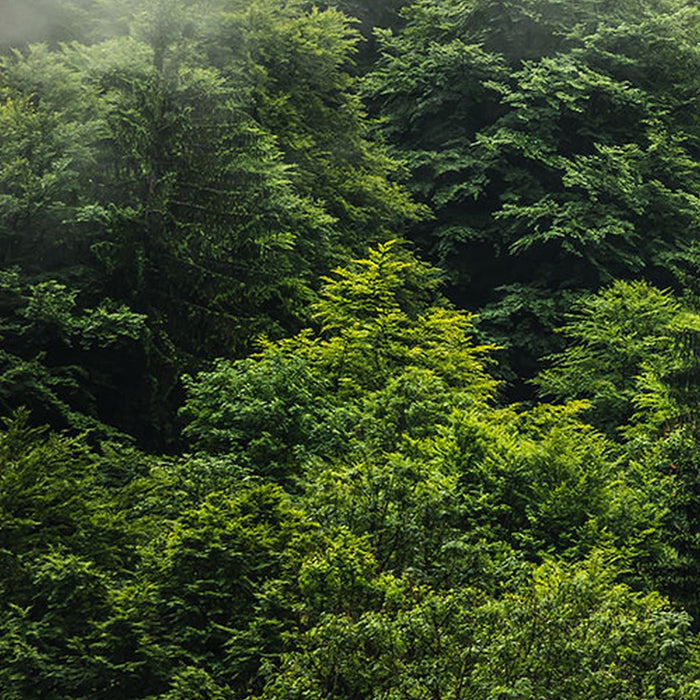 Vlies Fototapete | Forest Land | Größe 400 x 250 cm