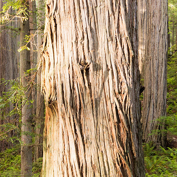 Vlies Fototapete | Redwood Trail | Größe 450 x 280 cm