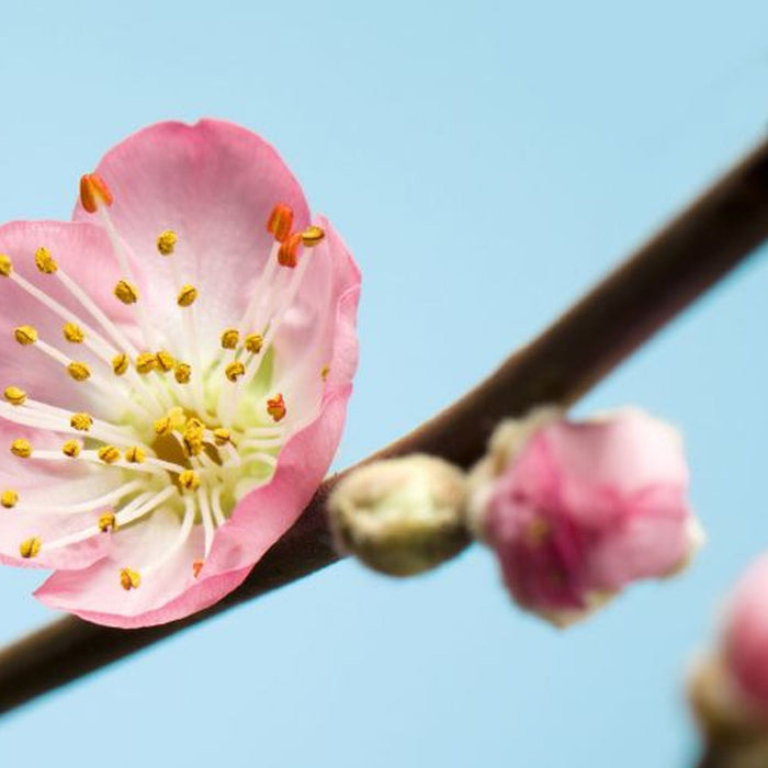 Vlies Fototapete | Peach Blossom | Größe 350 x 250 cm