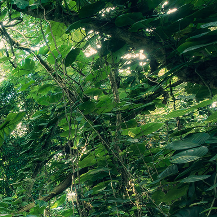 Vlies Fototapete | Green Leaves  | Größe 450 x 280 cm