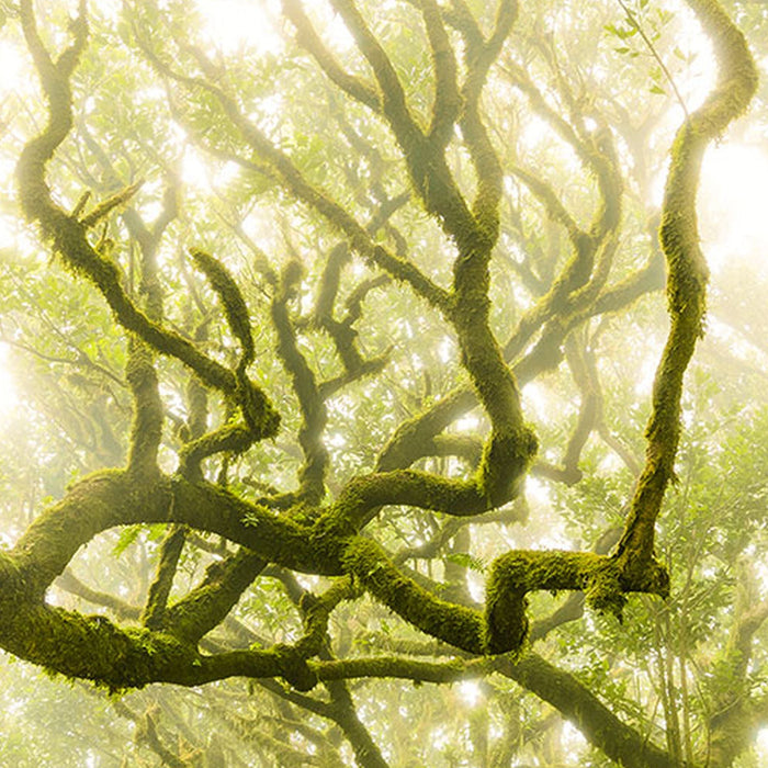 Vlies Fototapete | Green Fire | Größe 400 x 250 cm