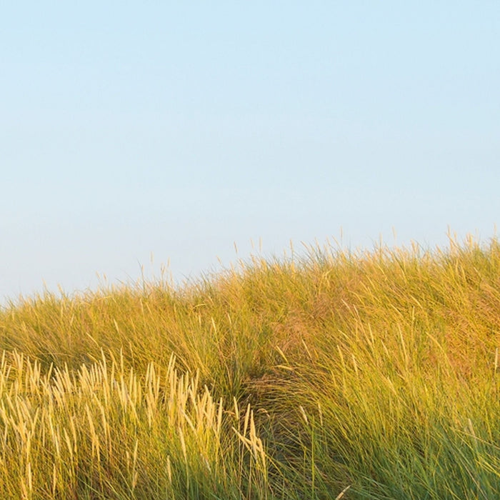 Papier Fototapete | Sandy Path | Größe 368 x 254 cm