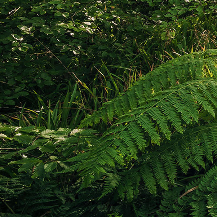 Vlies Fototapete | Mystic Path | Größe 400 x 250 cm