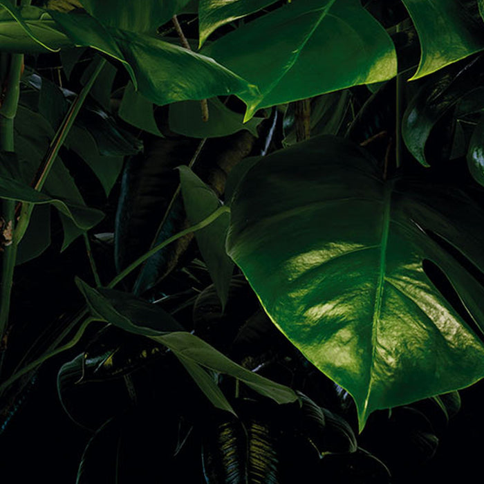Komar | Vlies Fototapete | Tropical Wall | Größe 400 x 250 cm
