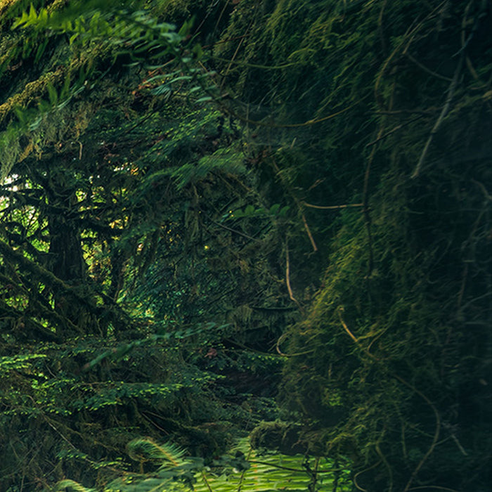 Vlies Fototapete | Elves Cathedral | Größe 450 x 280 cm