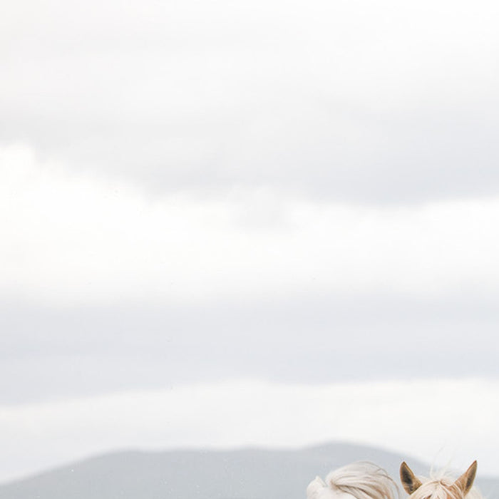 Papier Fototapete | White Horses | Größe 368 x 254 cm