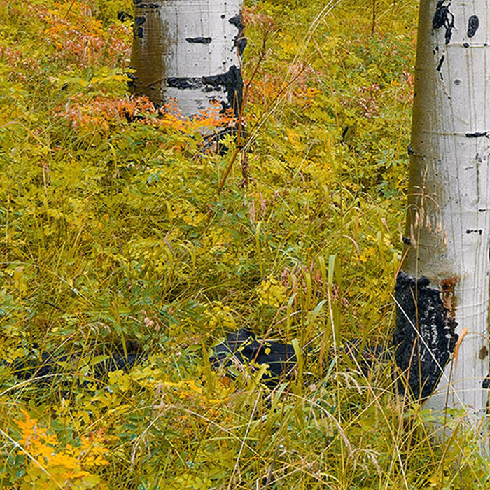 Vlies Fototapete | Orange Forest | Größe 400 x 250 cm