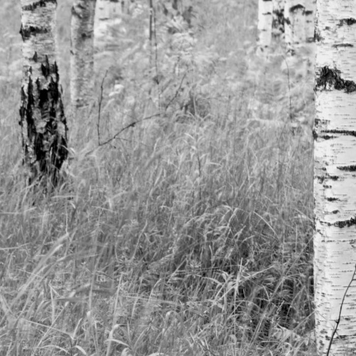 Komar | Vlies Fototapete | Woods | Größe 368 x 248 cm