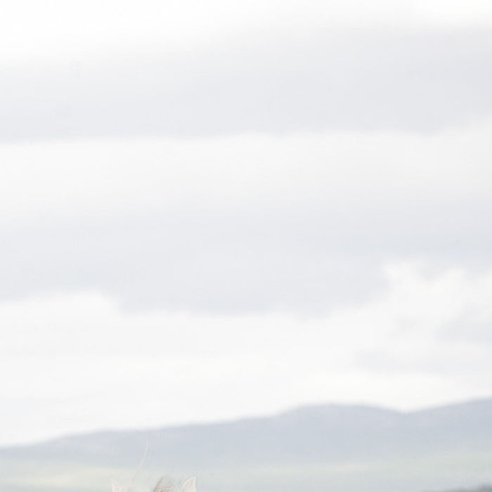 Papier Fototapete | White Horses | Größe 368 x 254 cm