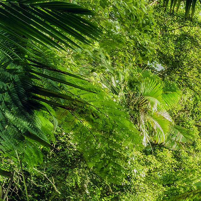Vlies Fototapete | Into The Jungle | Größe 400 x 250 cm