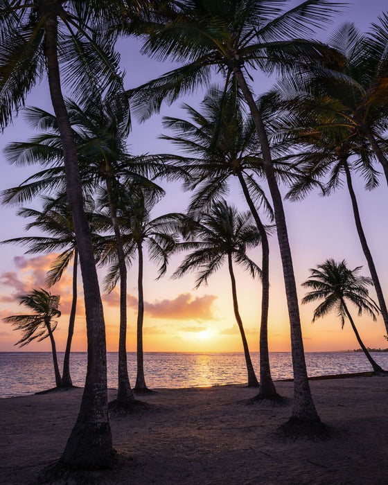 Komar | Vlies Fototapete | Palmtrees on Beach | Größe 200 x 250 cm
