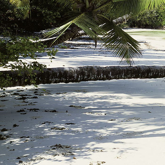 Komar | Fototapete | Coconut Bay | Größe 368 x 254 cm