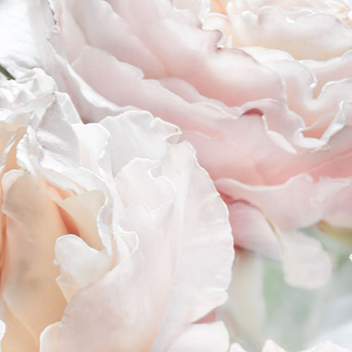 Komar | Papier Fototapete | Spring Roses | Größe 368 x 254 cm