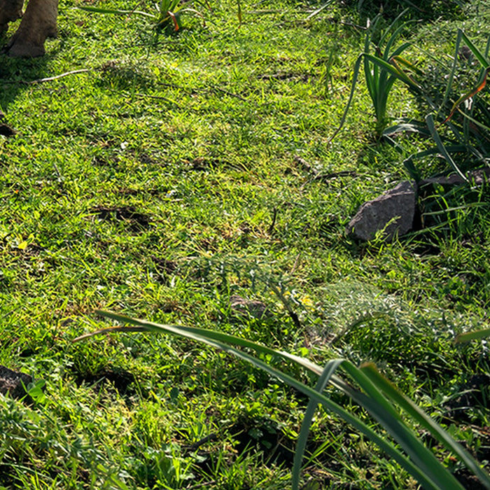 Vlies Fototapete | Kuhparadies | Größe 450 x 280 cm