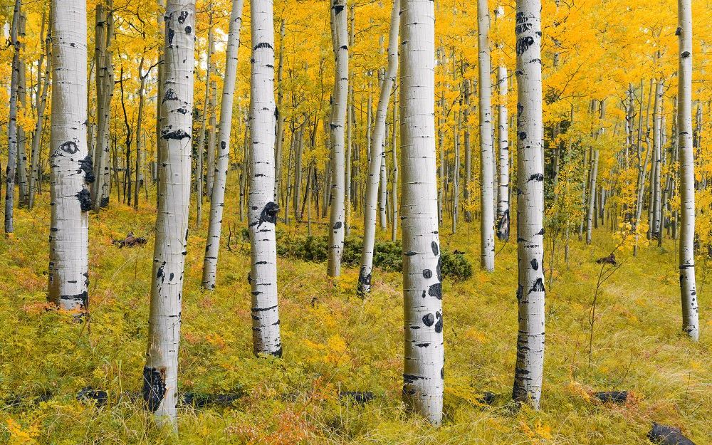 Vlies Fototapete | Orange Forest | Größe 400 x 250 cm