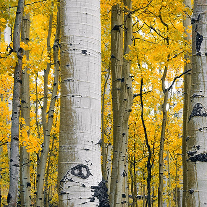 Vlies Fototapete | Orange Forest | Größe 400 x 250 cm