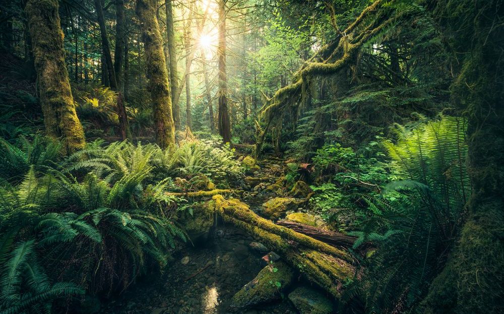 Vlies Fototapete | Elves Cathedral | Größe 450 x 280 cm