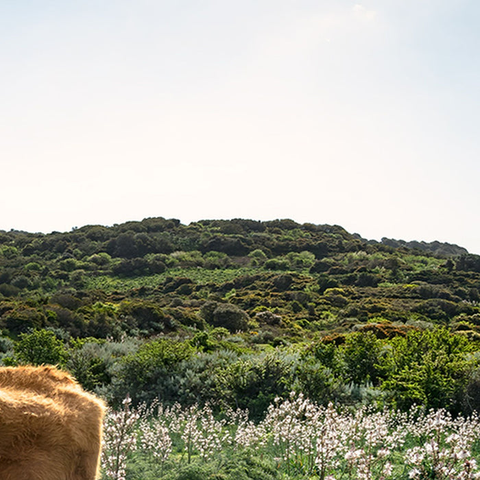 Vlies Fototapete | Kuhparadies | Größe 450 x 280 cm