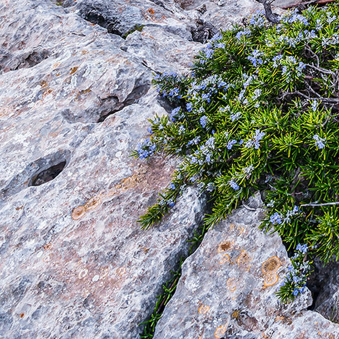 Vlies Fototapete | Bizarre Coast | Größe 200 x 250 cm