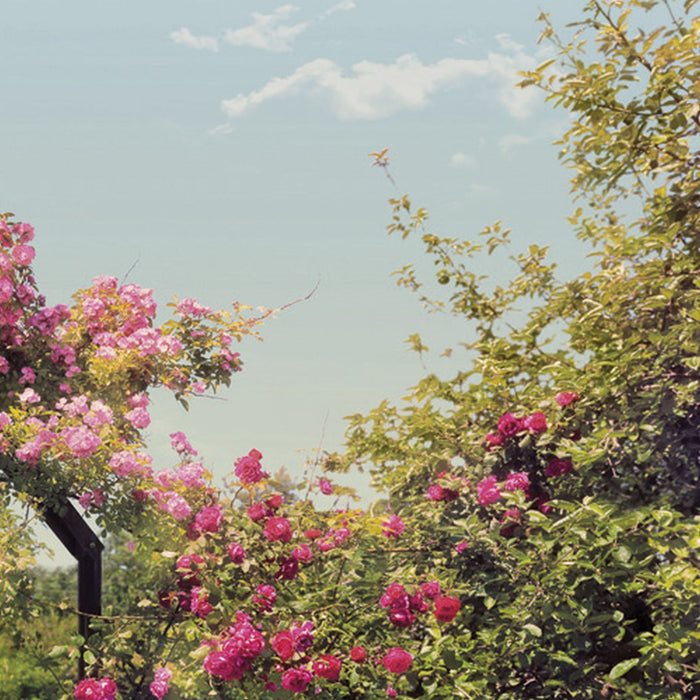 Papier Fototapete | Rose Garden | Größe 368 x 254 cm