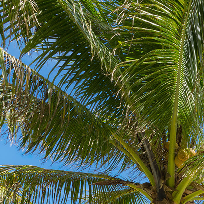 Komar | Vlies Fototapete | Palmy Beach | Größe 200 x 280 cm