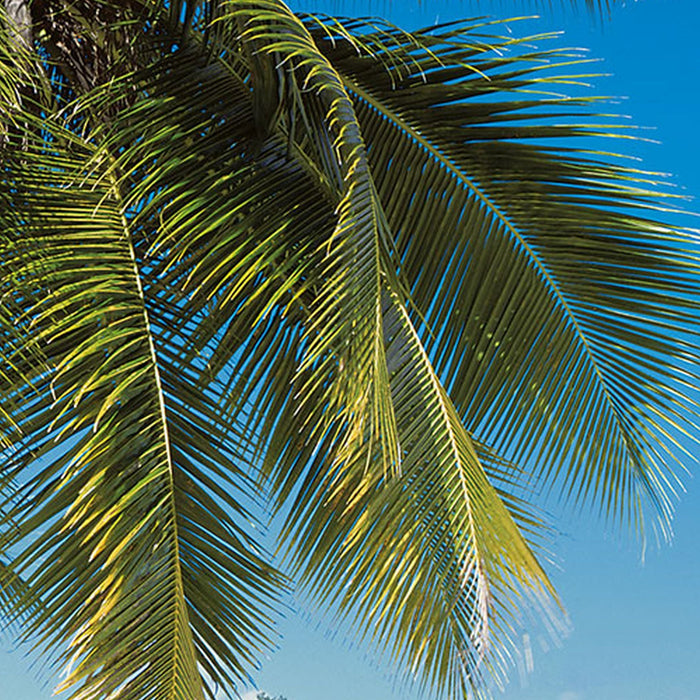 Vlies Fototapete | Coconut Bay | Größe 100 x 280 cm