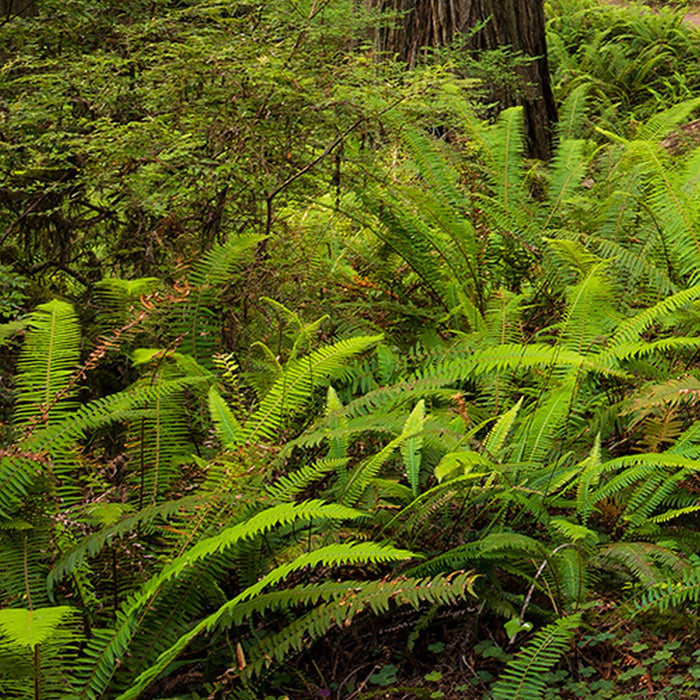 Vlies Fototapete | Redwood Trail | Größe 450 x 280 cm