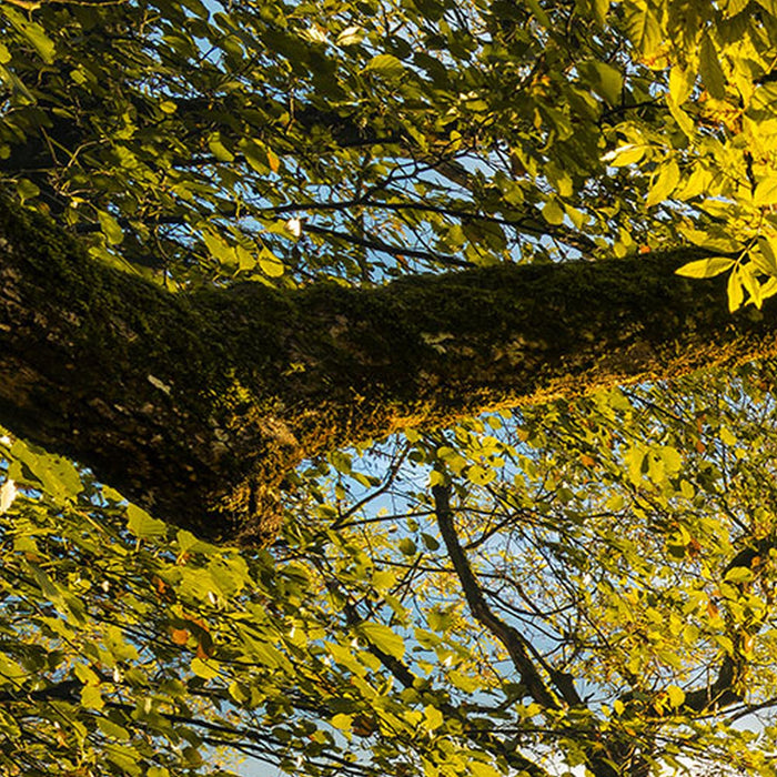 Vlies Fototapete | Golden Embrace | Größe 400 x 250 cm