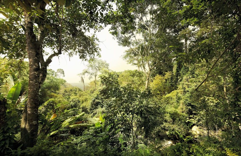 Komar | Vlies Fototapete | Dschungel | Größe 400 x 260 cm