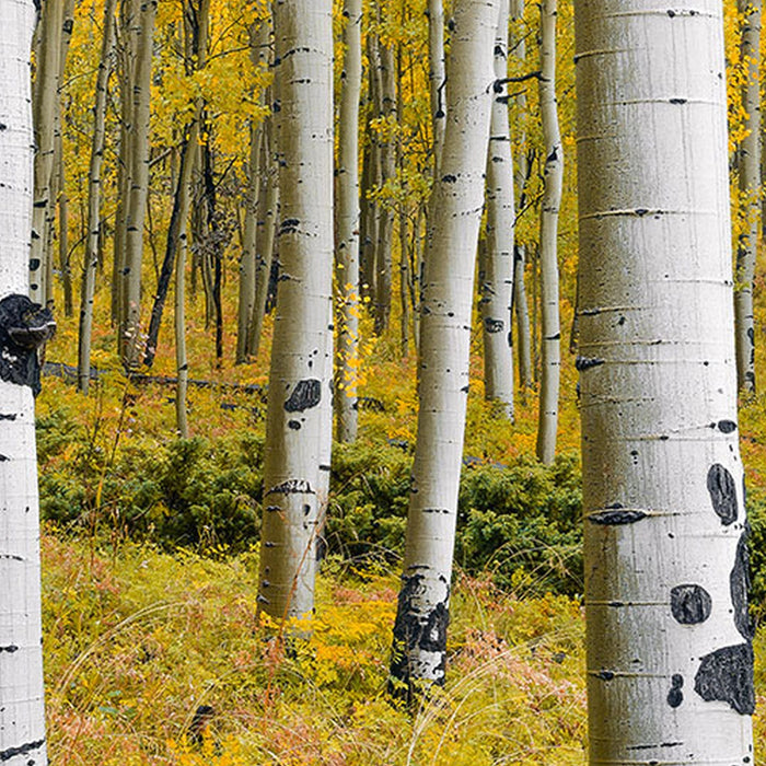 Vlies Fototapete | Orange Forest | Größe 400 x 250 cm