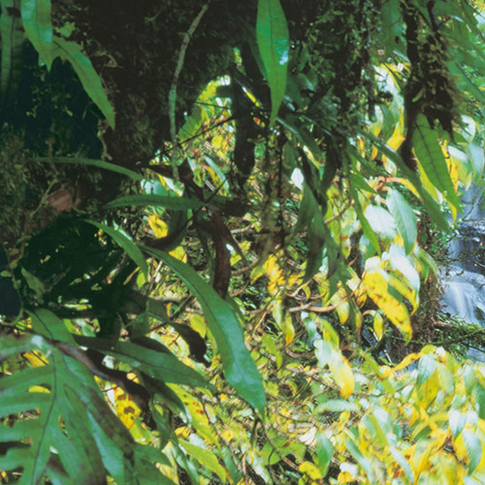 Vlies Fototapete | Pura Kaunui Falls | Größe 300 x 250 cm