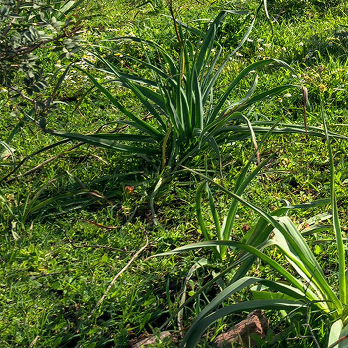 Vlies Fototapete | Kuhparadies | Größe 450 x 280 cm