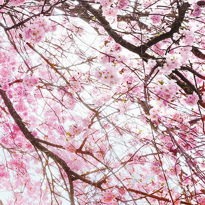 Vlies Fototapete | Bloom | Größe 400 x 260 cm