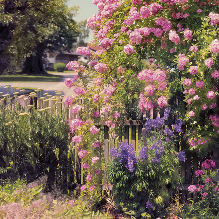 Komar | Papier Fototapete | Rose Garden | Größe 368 x 254 cm