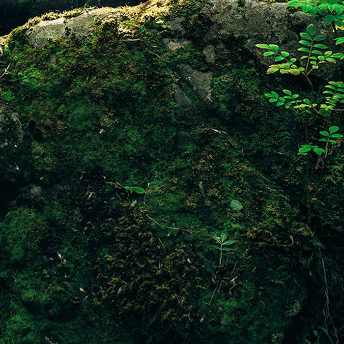 Vlies Fototapete | Divine | Größe 200 x 250 cm