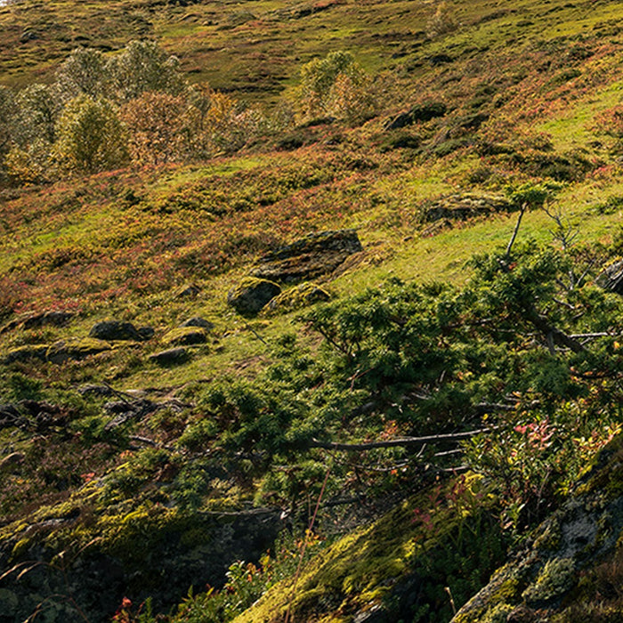Vlies Fototapete | Pure Norway | Größe 450 x 280 cm