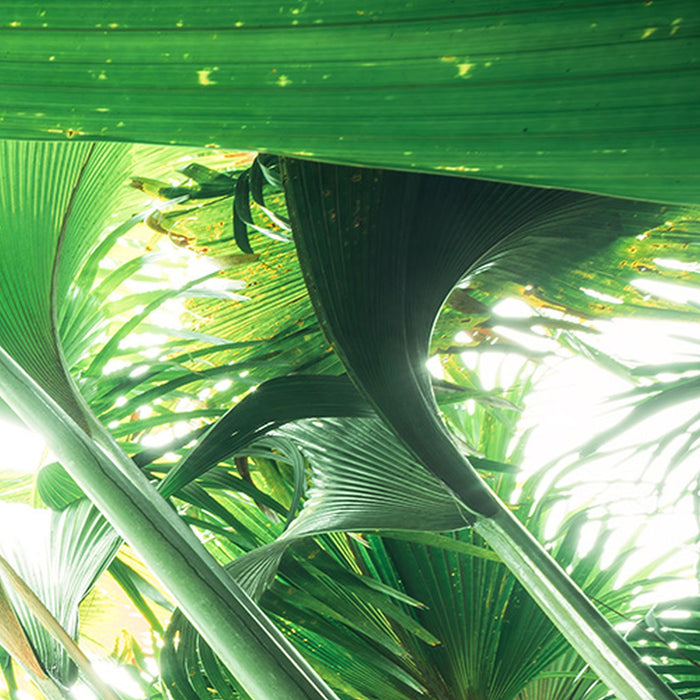 Komar | Vlies Fototapete | Dschungeldach II | Größe 450 x 280 cm