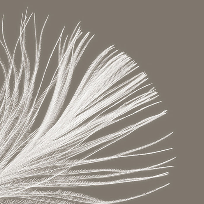 Vlies Fototapete | Federstern | Größe 368 x 248 cm