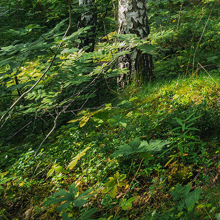 Papier Fototapete | Sunny Day | Größe 368 x 254 cm