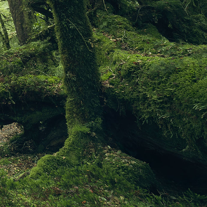 Vlies Fototapete | Ancient Green  | Größe 450 x 280 cm