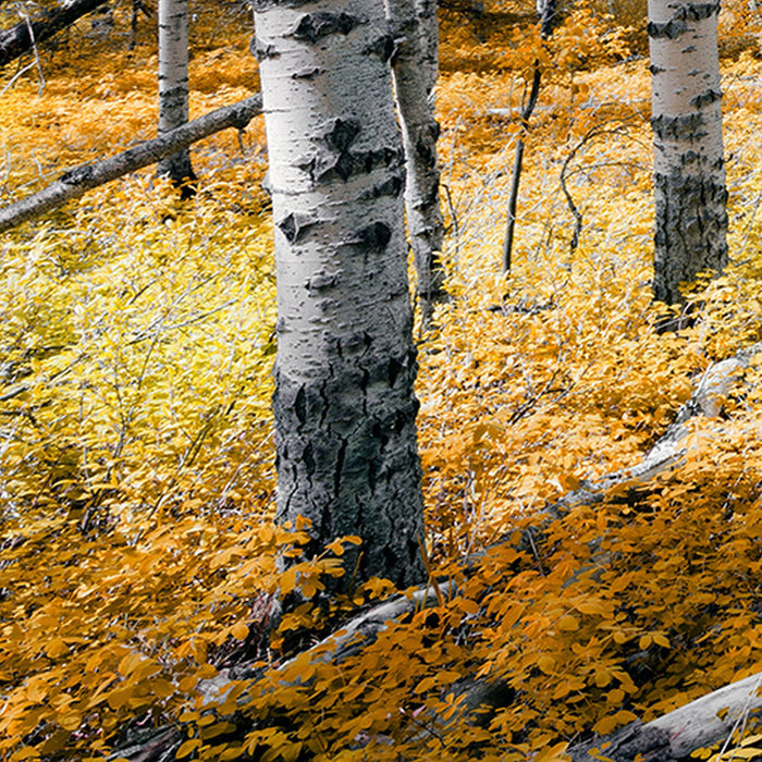 Komar | Vlies Fototapete | Colorful Aspenwoods | Größe 450 x 280 cm