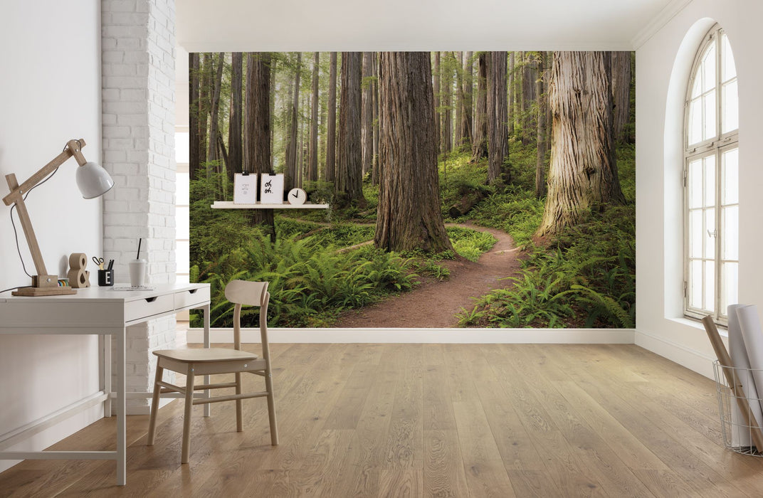 Vlies Fototapete | Redwood Trail | Größe 450 x 280 cm