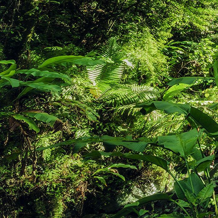 Vlies Fototapete | Into The Jungle | Größe 400 x 250 cm
