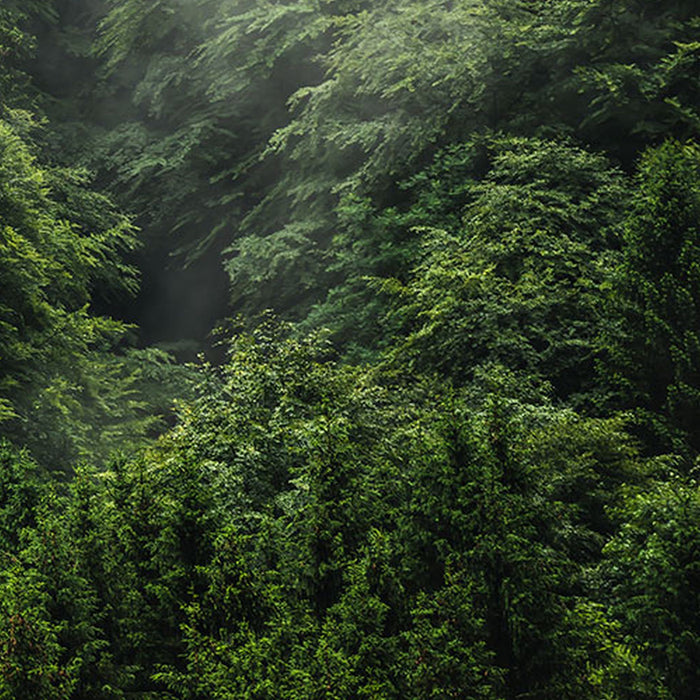 Komar | Vlies Fototapete | Forest Land | Größe 400 x 250 cm