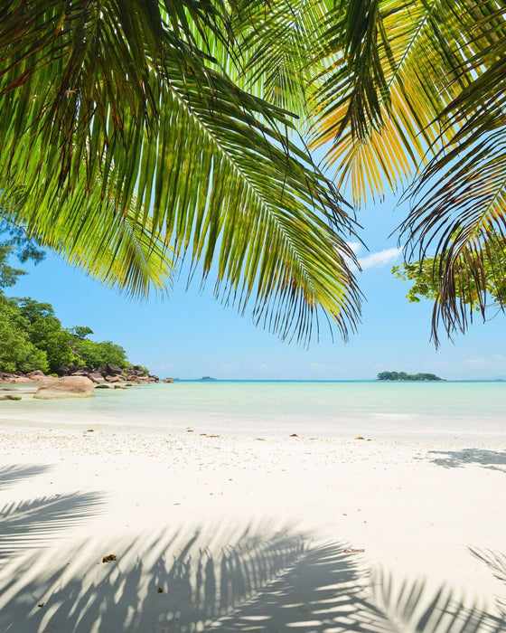 Vlies Fototapete | Under The Palmtree | Größe 200 x 250 cm