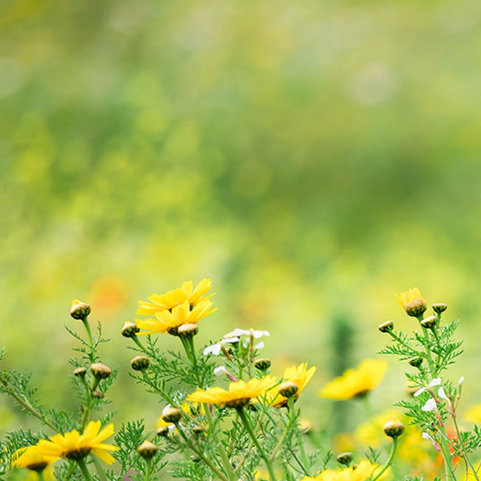 Vlies Fototapete | Wiesenzauber II | Größe 450 x 280 cm
