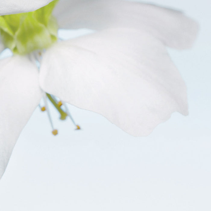 Komar | Vlies Fototapete | Blossom | Größe 184 x 248 cm